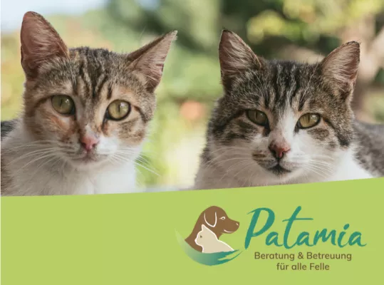 Zwei Katzen sind im Bild zu sehen, darunter das Logo von Patamia mit dem Claim 