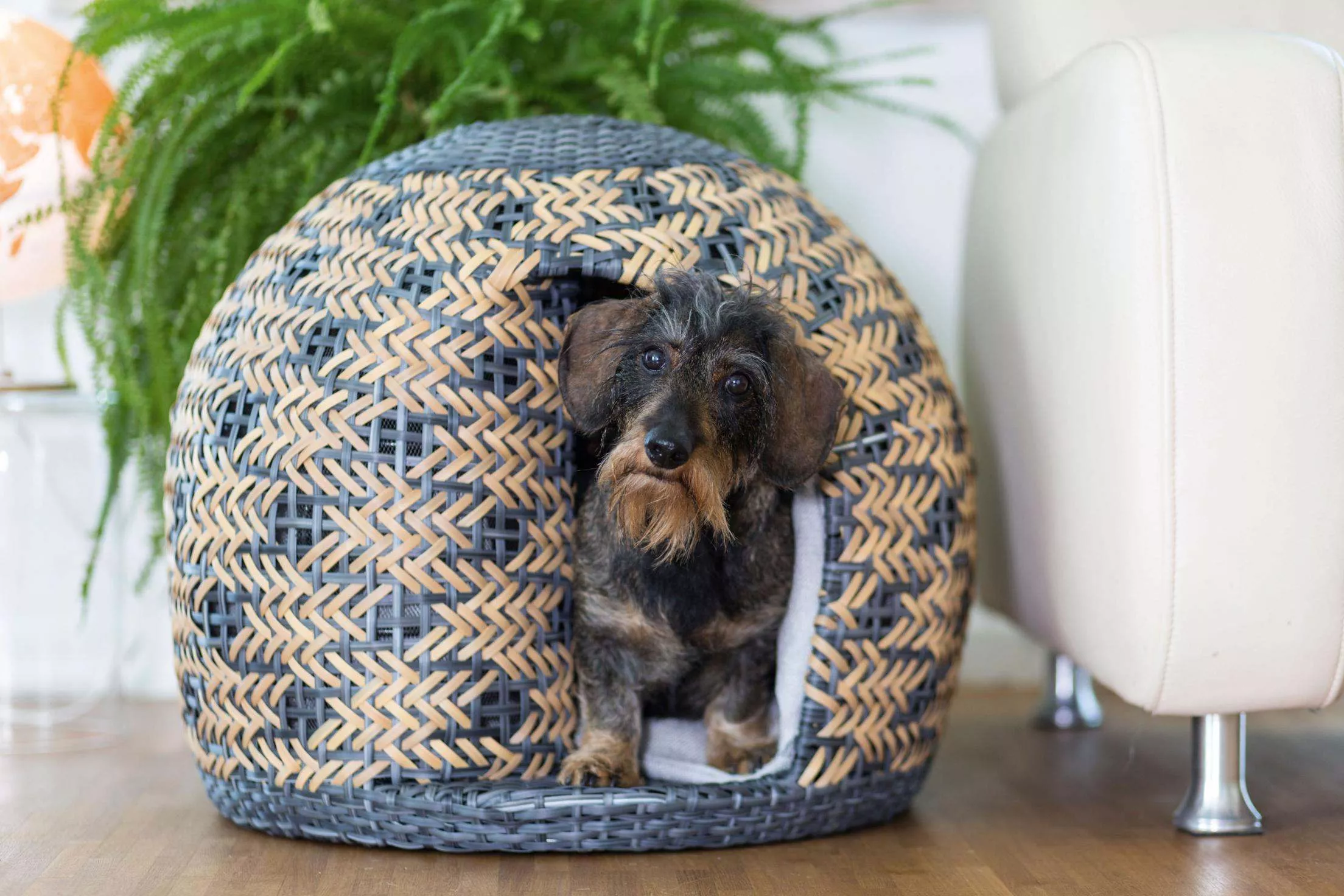 Ein Hundekorb mit einem Hund im Bild. 